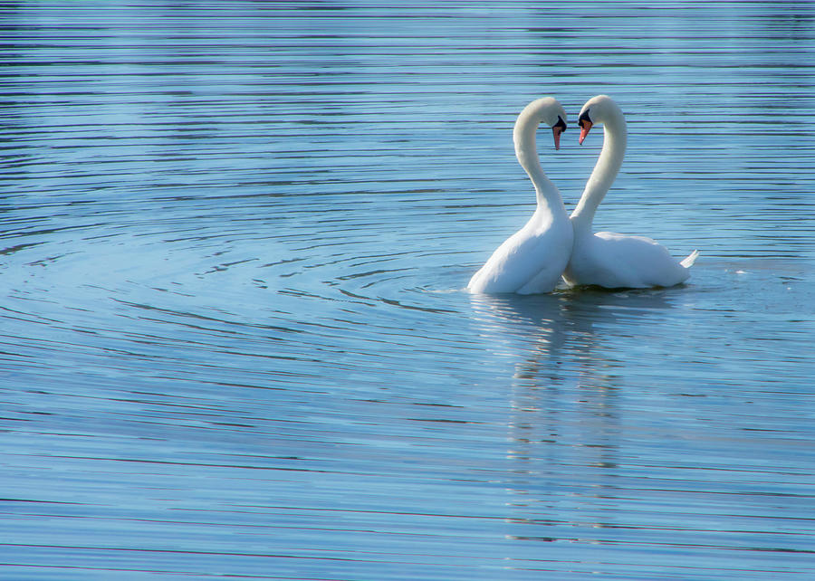 Love Swan Photograph by Steph Gabler