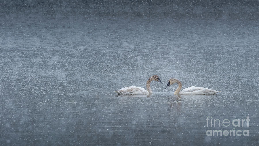 Love Swans Photograph by Bill Frische