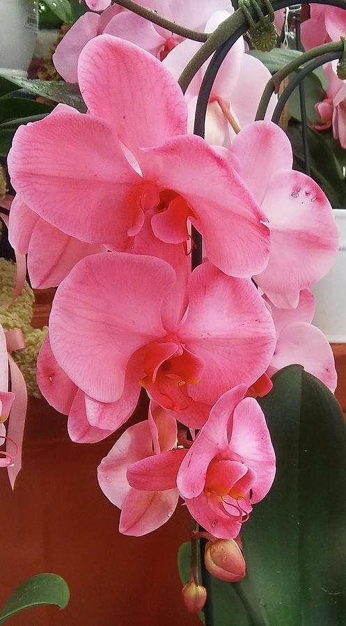 Love that Pink Orchid Photograph by Vickie G Buccini