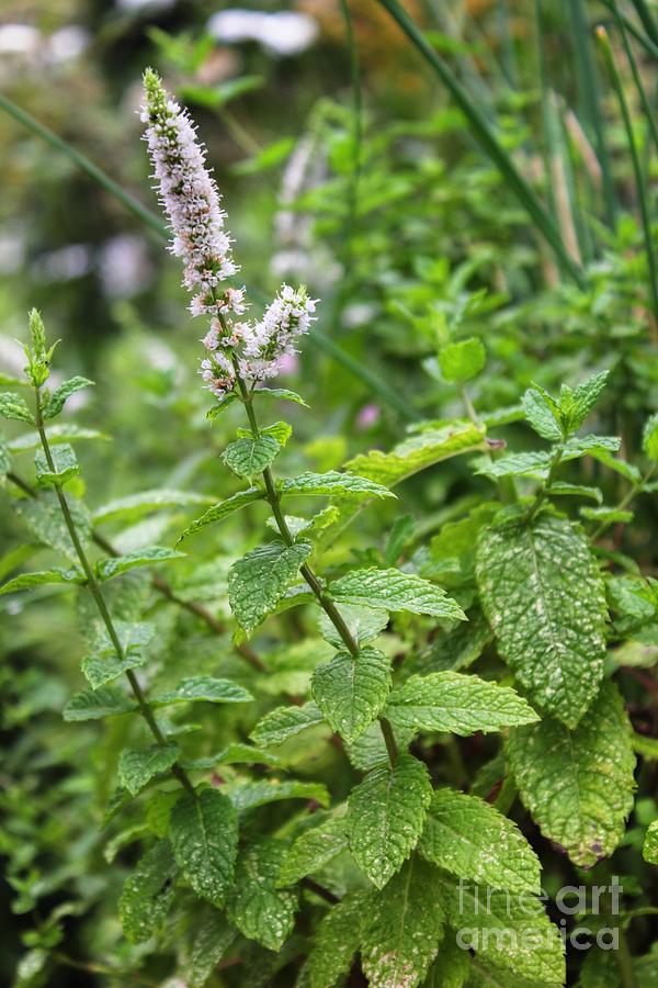 Love the smell of Mint Photograph by Vicki Spindler