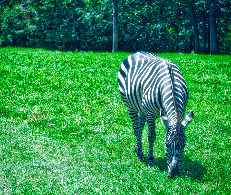 Love the Stripes Photograph by Linda James