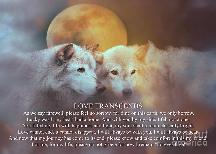 Love Transcends with two Wolves and Spiritual Poem Photograph by Stephanie Laird