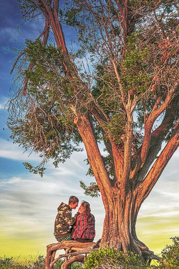 Love Under the Cypress Tree Photograph by WAZgriffin Digital