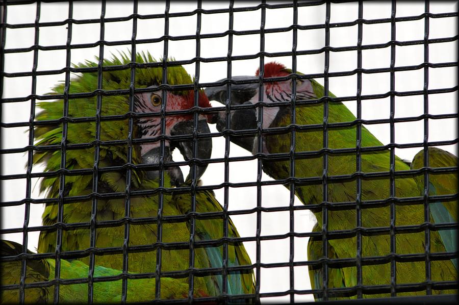 Parrot Photograph - Lovebirds 2 by Les Classics