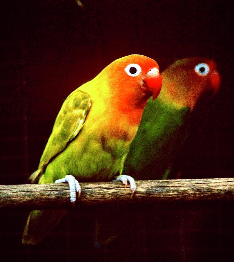 Lovebirds Photograph by Gordon James