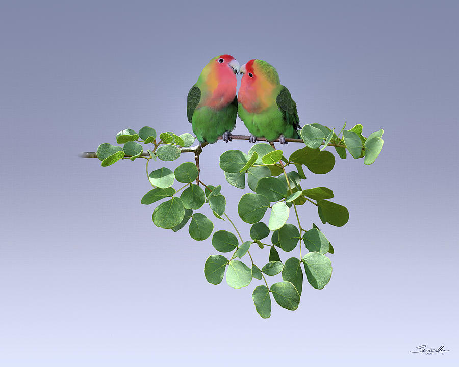 Lovebirds in Knob Thorn Tree Mixed Media by M Spadecaller