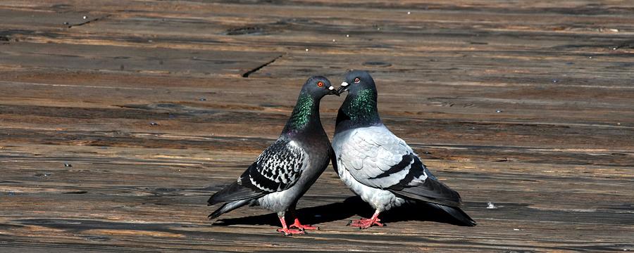 Pigeon Photograph - Lovebirds u8 by Les Classics