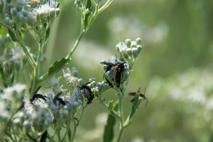 Lovebugs eating Photograph by Brigitta Diaz - Fine Art America