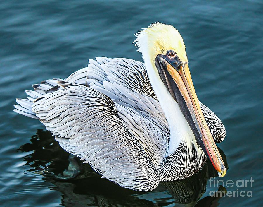 Lovely as a Pelican 2 Photograph by Joanne Carey
