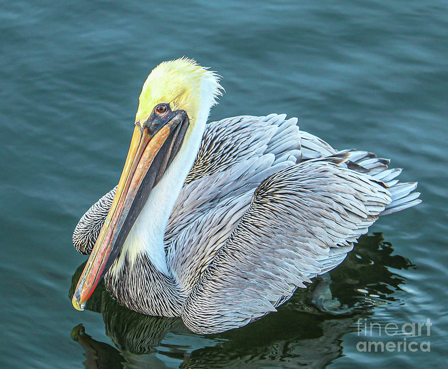  Lovely as a Pelican Photograph by Joanne Carey