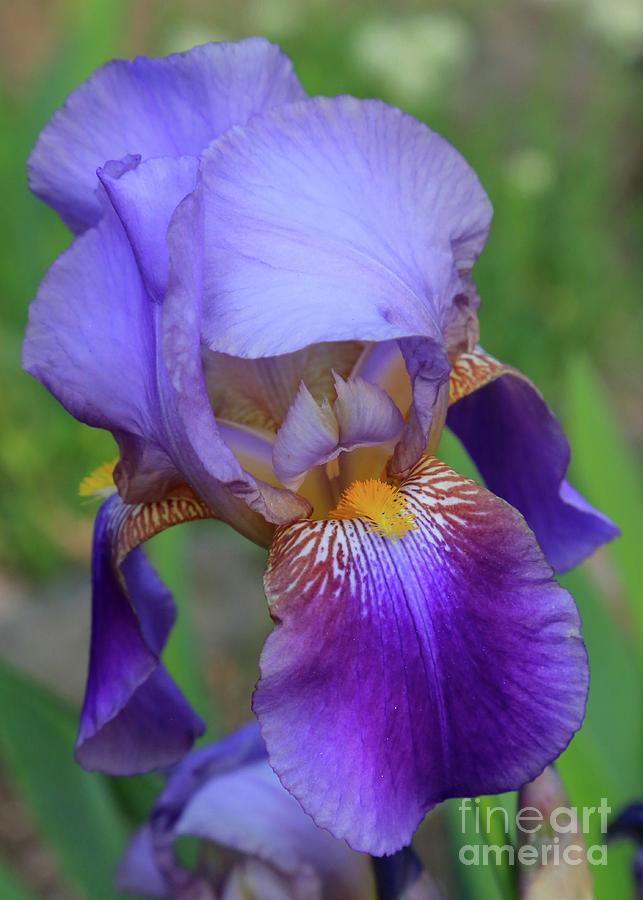 Lovely Bearded Iris Photograph by Carol Groenen