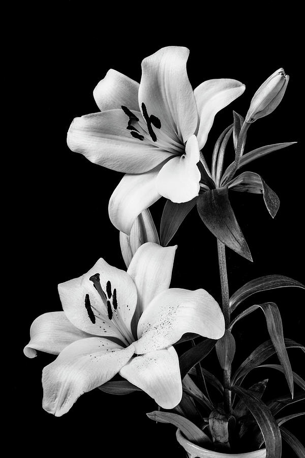 Lovely Black And White Tiger Lily Photograph by Garry Gay