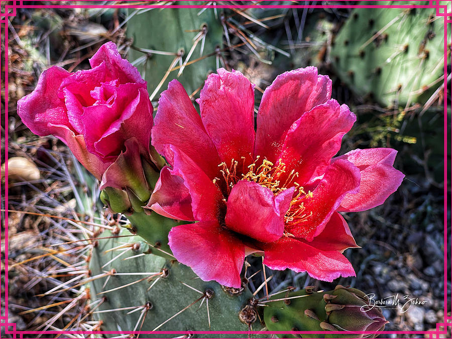 Lovely blooming Prickly Pear Cactus Photograph by Barbara Zahno