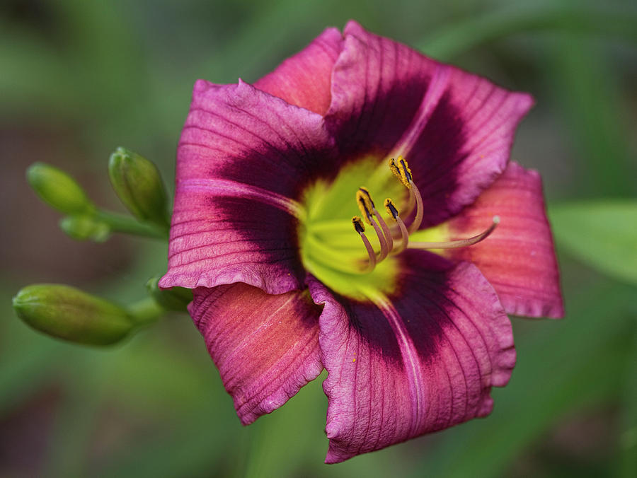 Flower Photograph - Lovely Burgundy Wine Colored Daylily with Curled Petals  by Kathy Clark