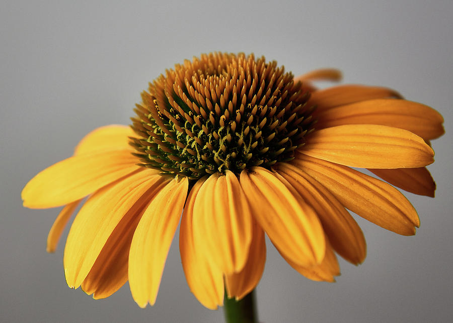 Lovely Cone Flower Closeup Photograph