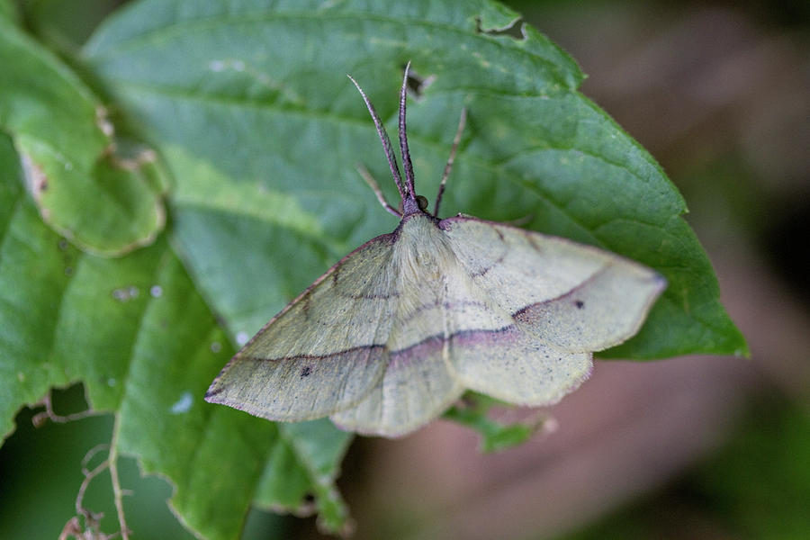 Lovely Cream and Lavender Purple Moth Photograph by Kathy Clark
