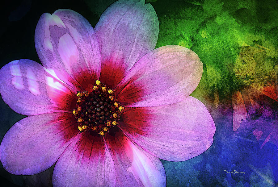 Lovely Dahlia Photograph by Diane Stevens - Fine Art America