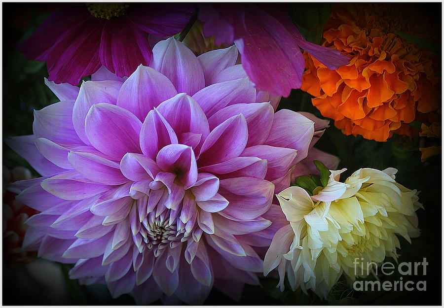 Beautiful Dahlias In Early Autumn Photograph By Dora Sofia Caputo