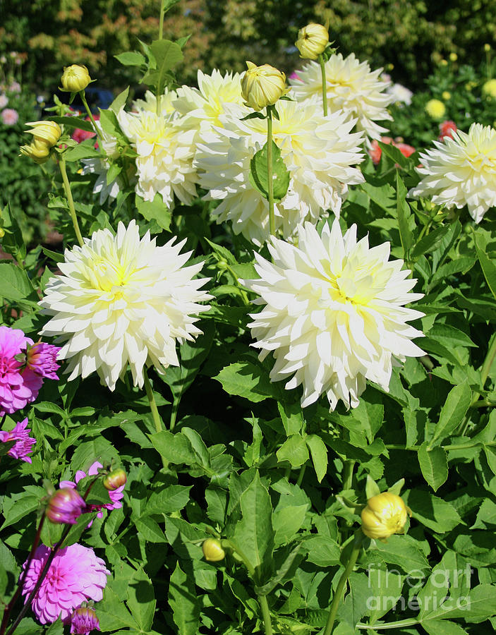 Lovely Dahlias Photograph by Norma Appleton