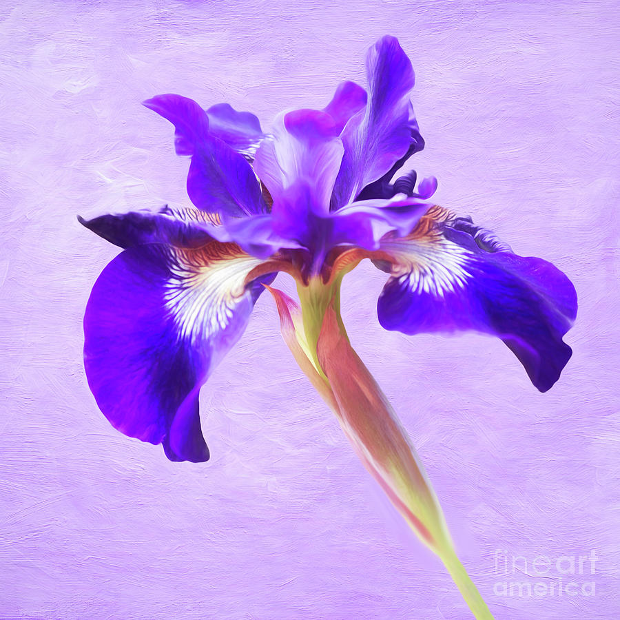 Lovely Dancing Purple Iris Photograph