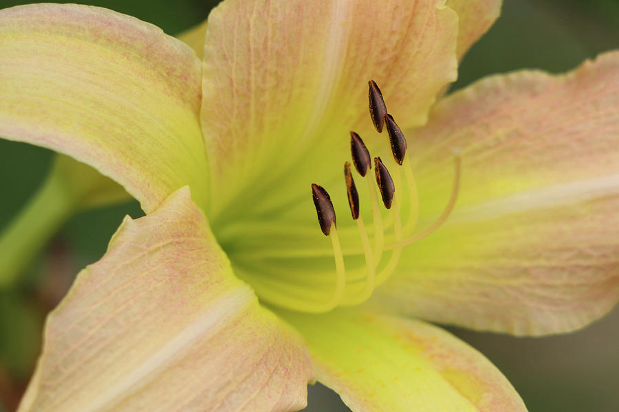 Lovely Daylily Photograph by Mary Anne Delgado
