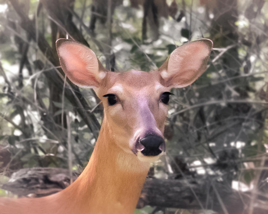 Lovely Deer Photograph