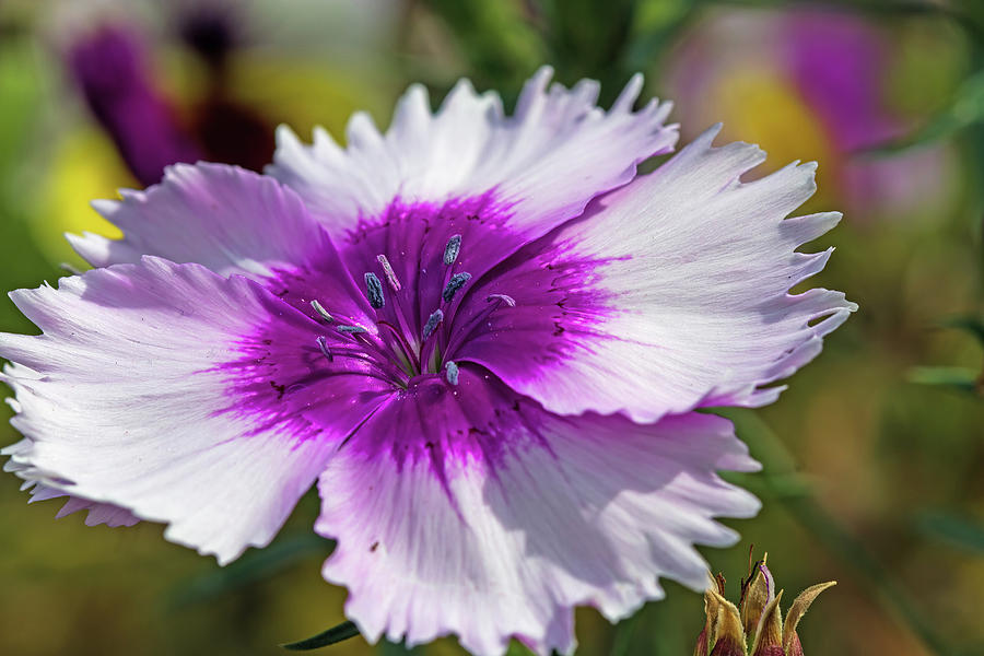 Lovely Dianthus Photograph by Alana Thrower