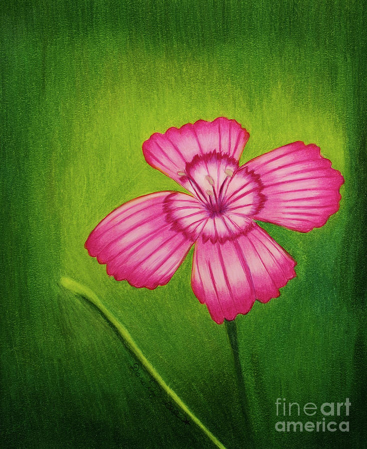 Lovely Dianthus Flower Painting by Dorothy Lee