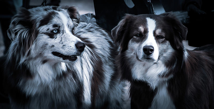 Lovely Dogs Photograph by Kelly Markus Lovely Dogs Photograph by Kelly Markus