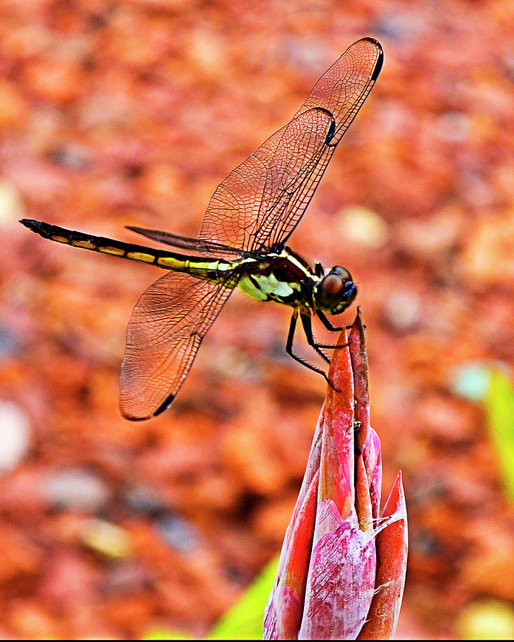 Lovely Dragonfly Photograph by Bill Barber