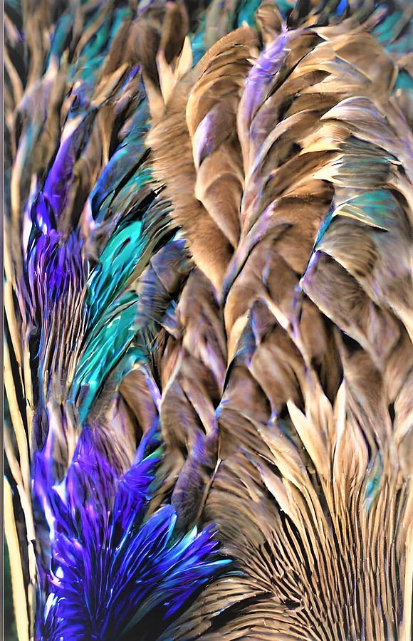 Lovely Feathers to Tickle your Fancy Photograph by Vivian Aaron