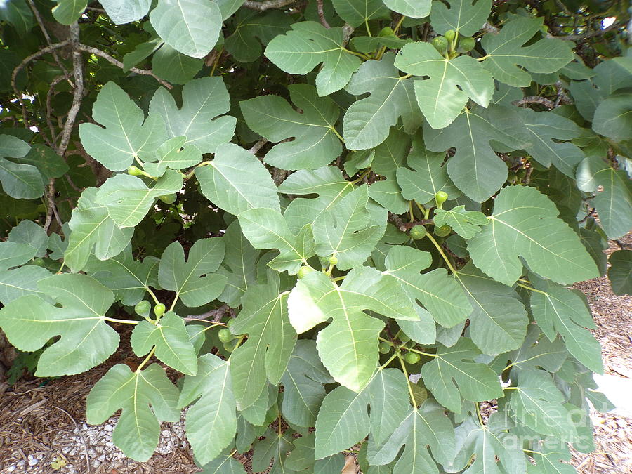 Lovely Fig Tree Leaves One Photograph By Joney Jackson