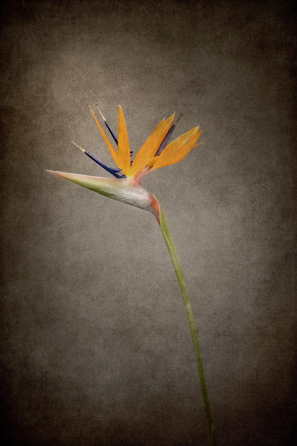 Lovely flower - Strelitzia - vintage style Photograph by Melanie Viola ...