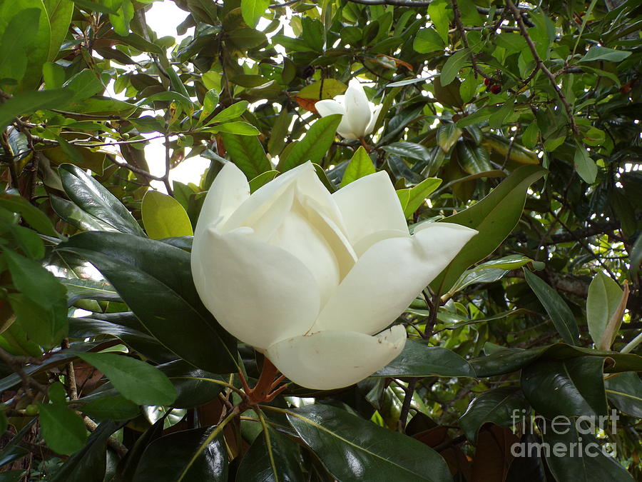 Lovely Fragrant Magnolia Tree Flowerseven Photograph by Joney Jackson