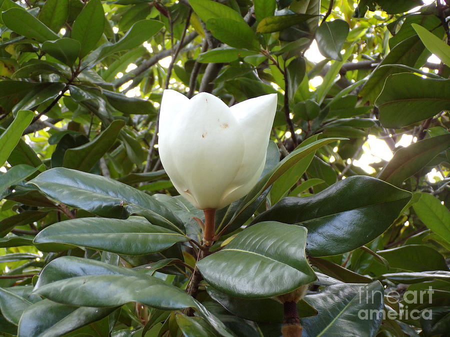 Lovely Fragrant Magnolia Tree Flowersix Photograph by Joney Jackson