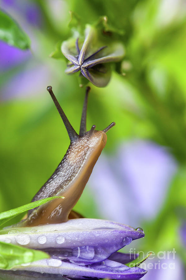 Lovely garden snail close up on flower Photograph by Simon Bratt