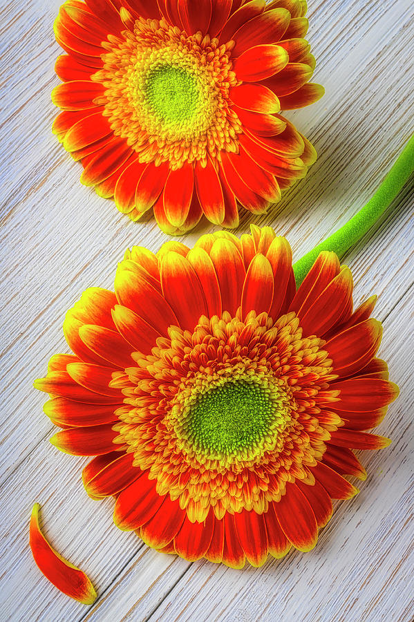 Lovely Gerbera Daisies On Table  Photograph by Garry Gay