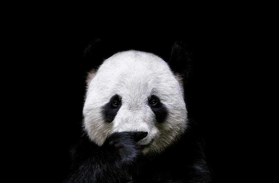 Lovely giant panda portrait on black background Drawing by Julien - Fine  Art America