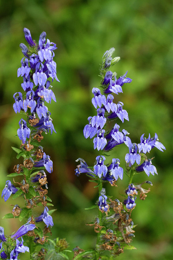 Lovely Great Blue Lobelia Wildflowers Photograph by Kathy Clark