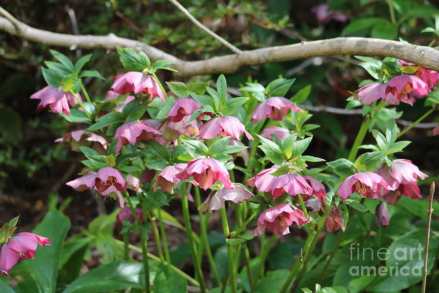 Lovely Helebores Photograph by Carol Groenen