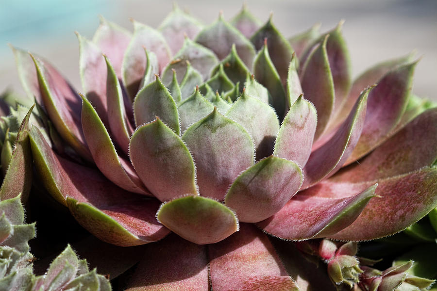 Lovely Hen and Chicks Rosette Succulent  Photograph by Kathy Clark
