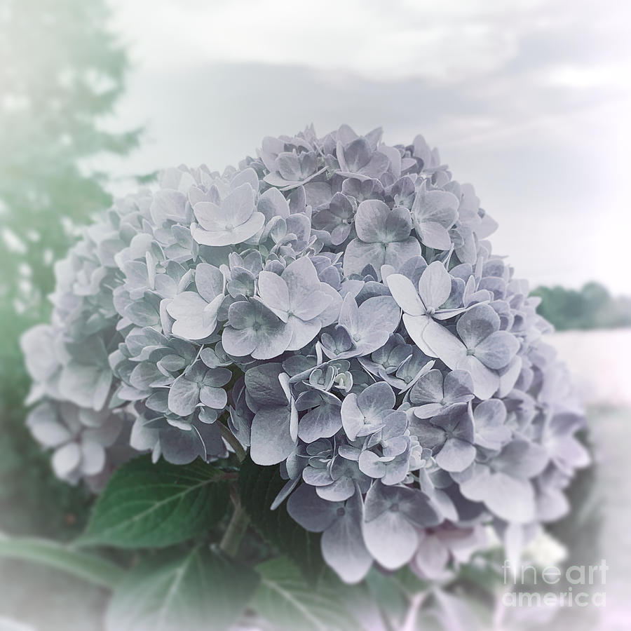 Lovely Hydrangea Photograph by Luther Fine Art