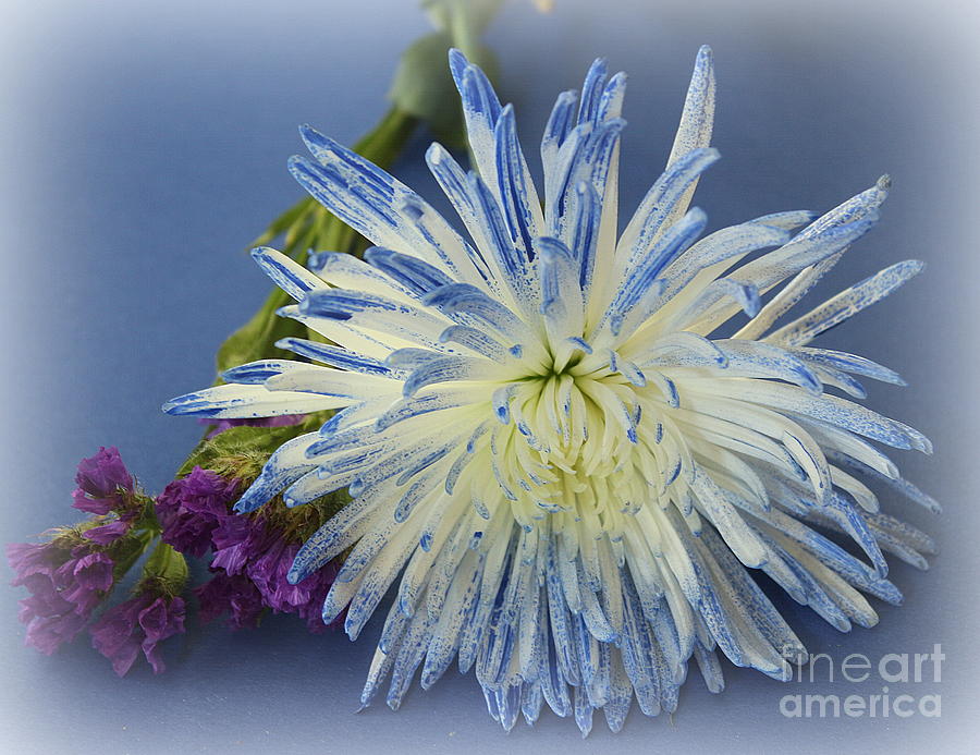 Lovely in Blue and White - Chrysanthemum Photograph by Dora Sofia Caputo
