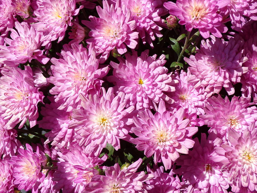 Lovely Lavender Chrysanthemums-five Photograph by Joney Jackson - Fine ...