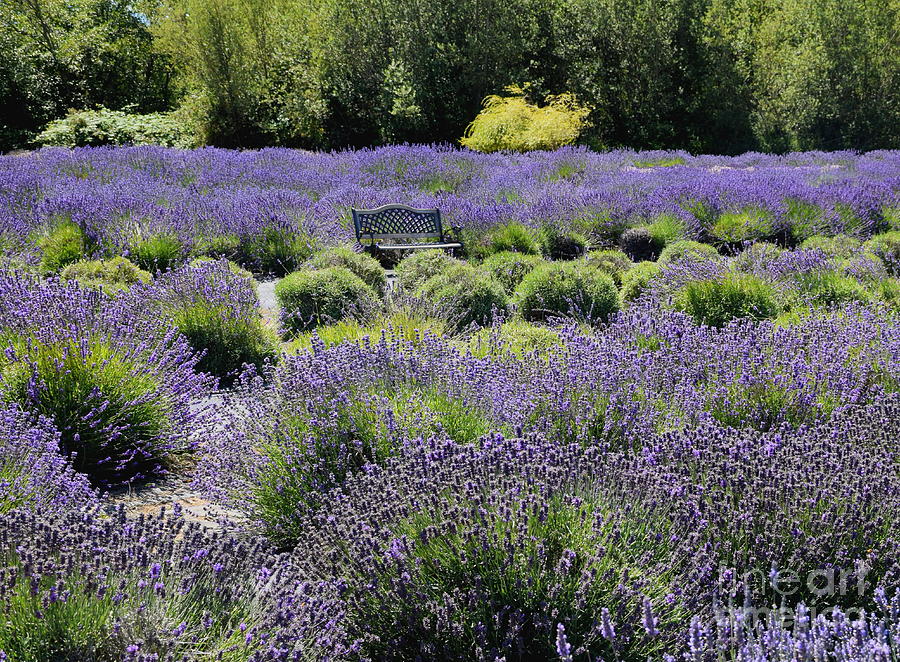 Lovely Lavender Farm in Sequim Washington Photograph by Sea Change Vibes