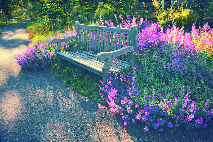 Lovely Lavender Photograph by Jessica Jenney
