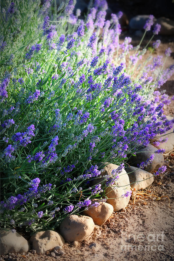 Lovely Lavender Light Photograph by Carol Groenen