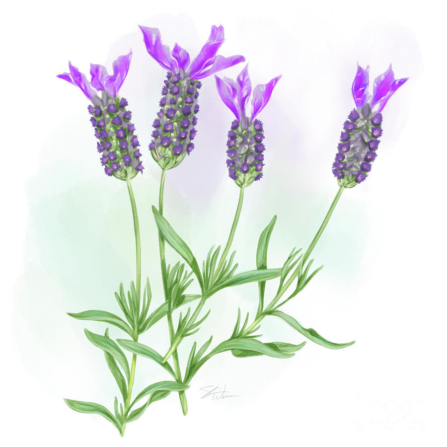 Lovely Lavender Mixed Media by Shari Warren