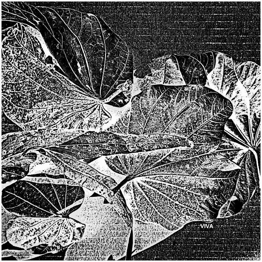 Lovely Leaves  B-W   Photograph by VIVA Anderson