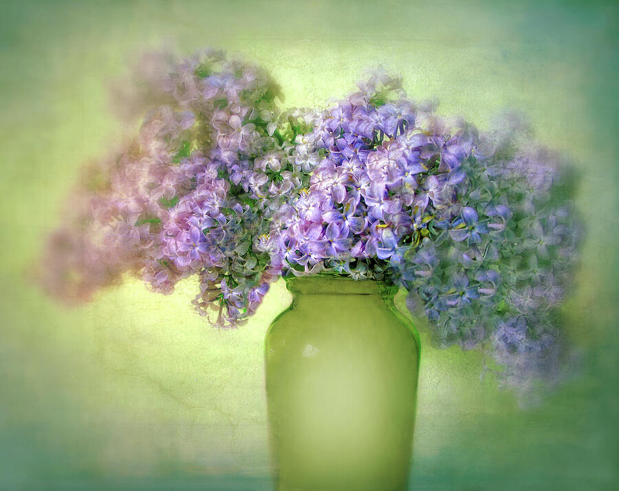 Lovely Lilac  Photograph by Jessica Jenney